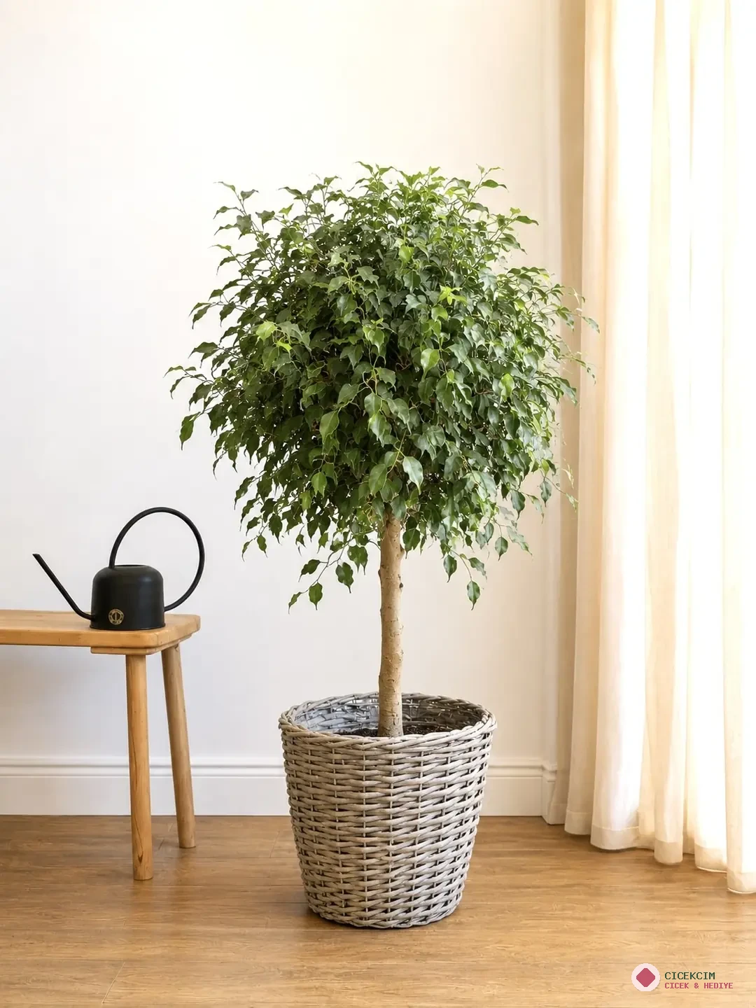Ficus Benjamina Ağaç Form 140-150 cm
