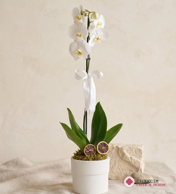 Phalaenopsis Tek Dal Orkide Çiçeği