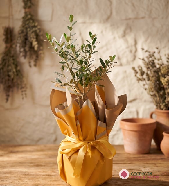 Sarı Buket Kağıtlı Saksıda Zeytin Ağacı Bonsai