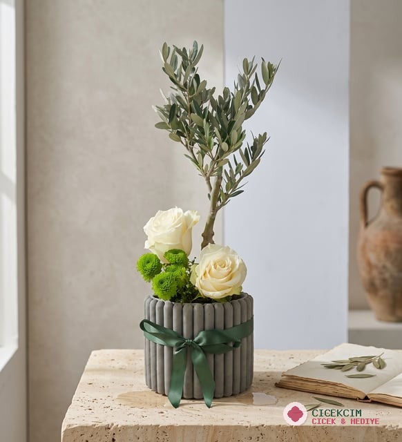 Desenli Saksıda Zeytin Ağacı Bonsai & Beyaz Güller