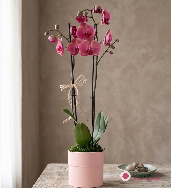 Pembe Polimer Saksıda Ateş Kırmızı Çiftli Orkide