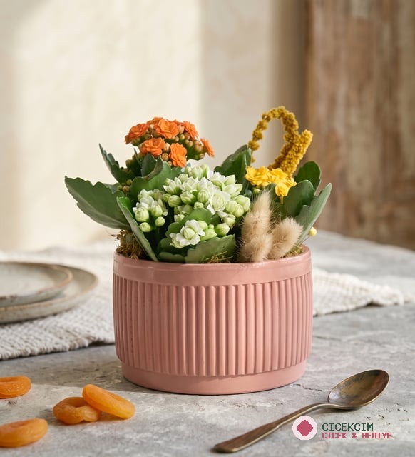 Kiremit Saksıda Renkli Kalanchoe
