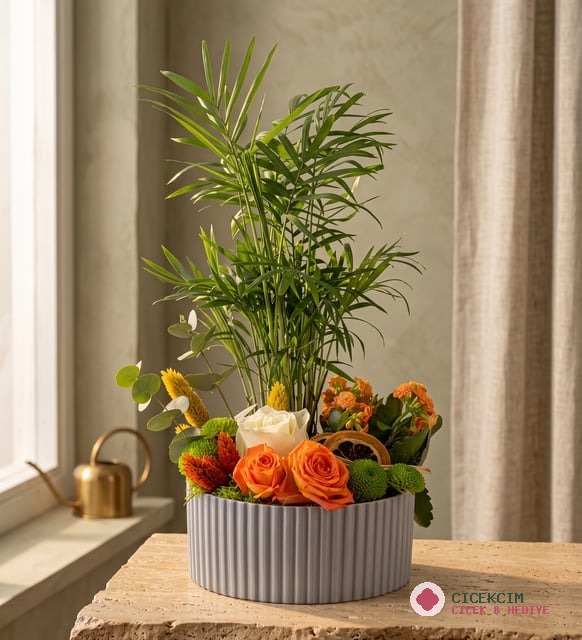 Gri Polimer Saksıda Chamdora Elegans ve Kalanchoe