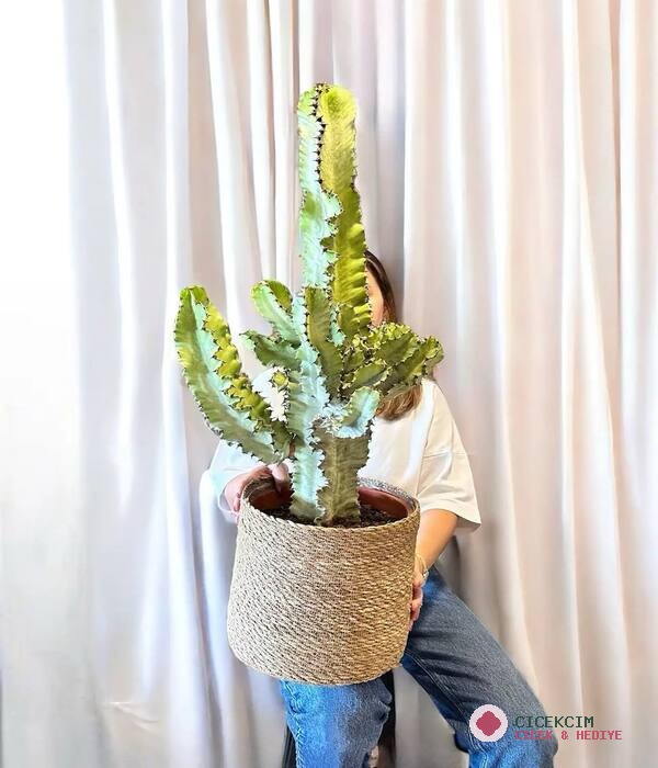 110 CM Saksıda Kaktüs