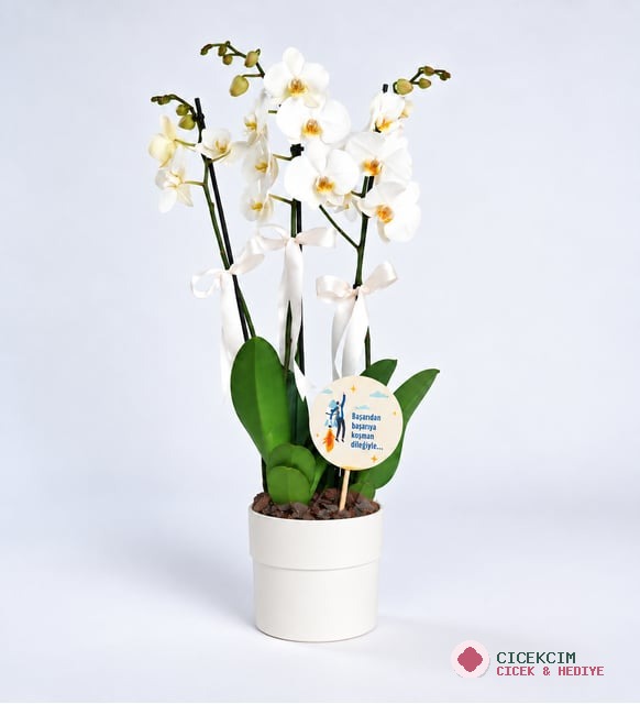 Yeni İş Tebrikli 3 Dal Phalaenopsis Orkide