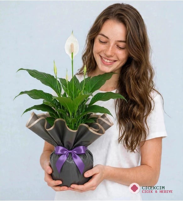 BARIŞ ÇİÇEĞİ SPATİFİLYUM SİYAH BUKETLİ