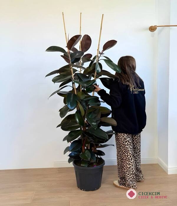 Üç Koklu Ficus Kauçuk Bitkisi 170 CM