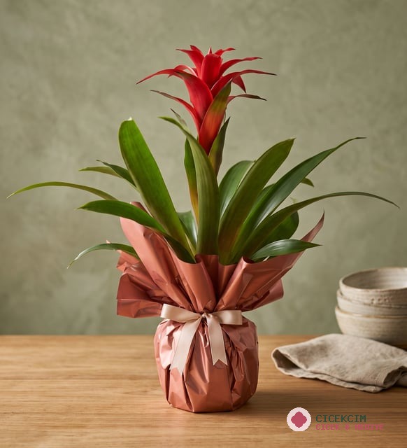 Buketli Polimer Saksıda Guzmania