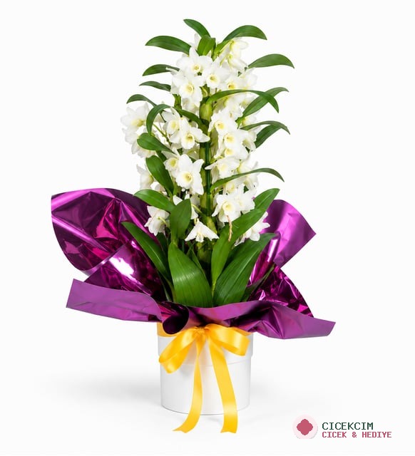 Beyaz Saksıda Mor Buketli Dendrobium